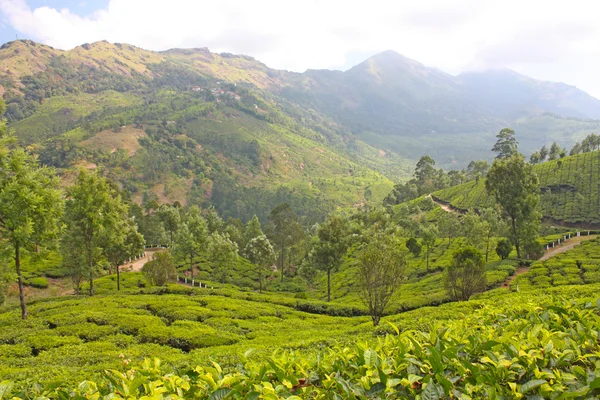 stock image Mountains and tea plantations.