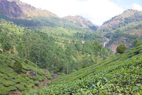 Berge und Teeplantagen. — Stockfoto