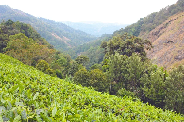 Berg och te odlingar. — Stockfoto
