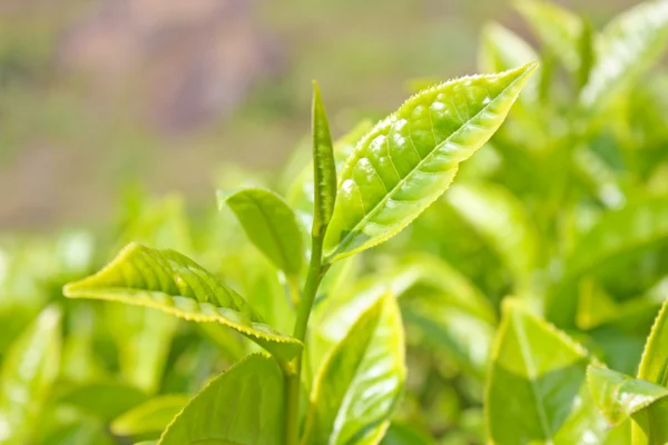 stock image Mountains and tea plantations.