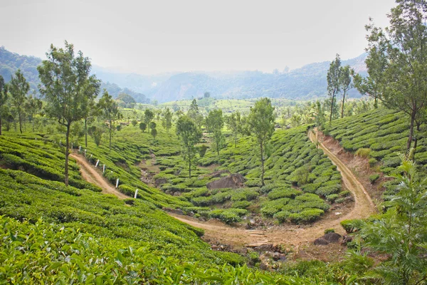 Гори і чайні плантації . — стокове фото