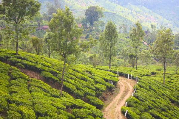 Горы и чайные плантации . — стоковое фото
