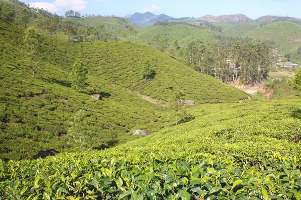 Горы и чайные плантации . — стоковое фото