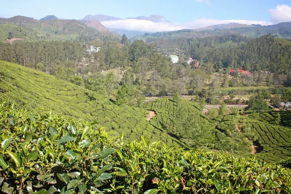 Berge und Teeplantagen. — Stockfoto