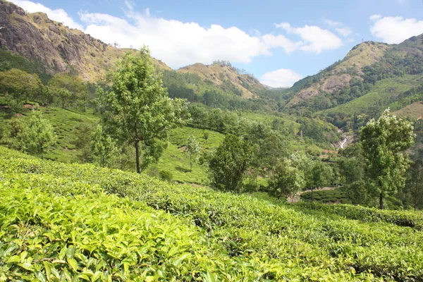 Гори і чайні плантації . — стокове фото