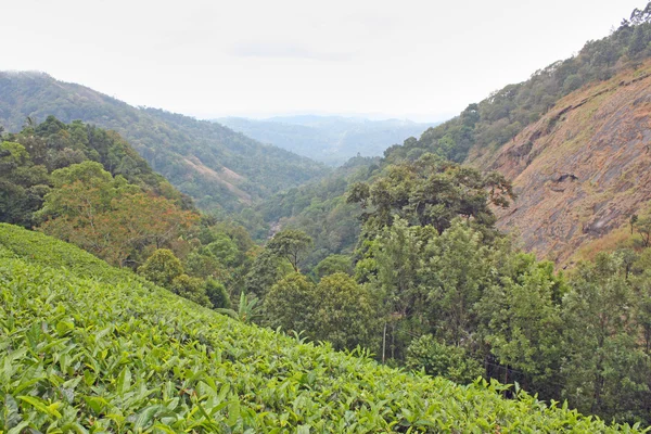 Dağlar ve çay tarlaları. — Stok fotoğraf