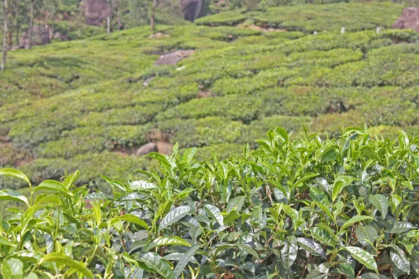 Hegyek és a tea ültetvényeket. — Stock Fotó