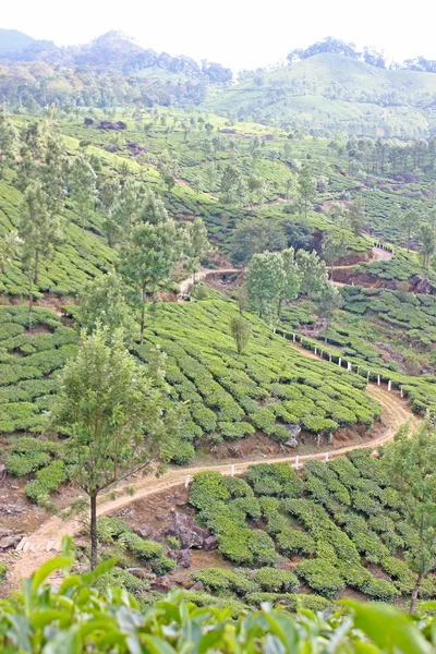 Montagnes et plantations de thé . — Photo