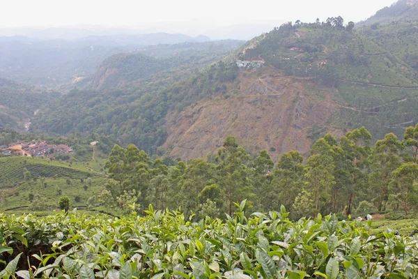 Montañas y plantaciones de té . — Foto de Stock