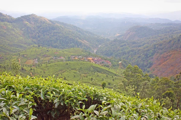 山和茶叶种植园. — 图库照片