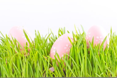 Egg easter in a grass