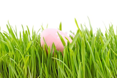 Egg easter in a grass