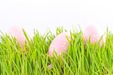 Egg easter in a grass