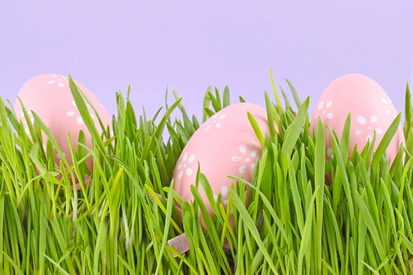 Egg easter in a grass on lila — Stock Photo, Image