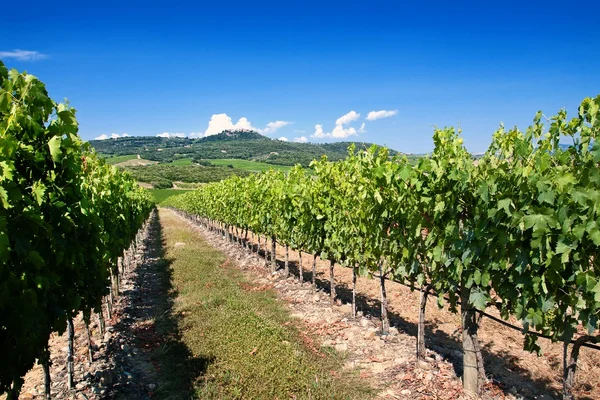 Tuscany vineyard — Stock Photo, Image