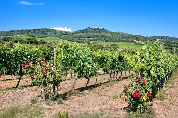 Toscane wijngaard — Stockfoto
