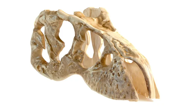 Modelu tyrannosaurus hlava — Stock fotografie