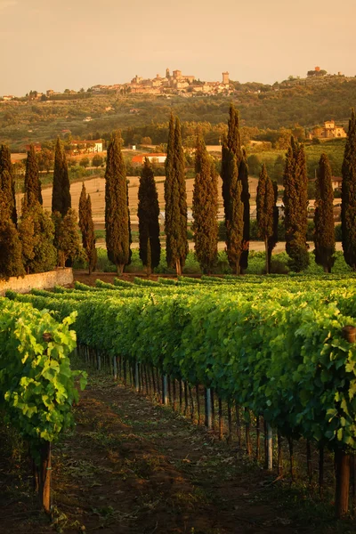 Landschap in Toscane — Stockfoto