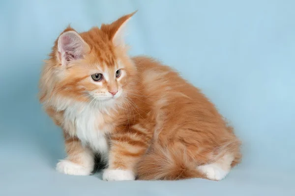 Gato mascota —  Fotos de Stock