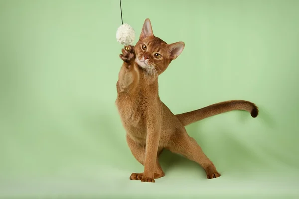 stock image Pet cat