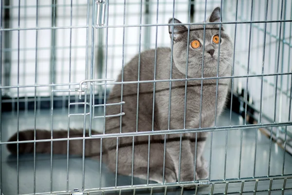 Eine Katze im Käfig — Stockfoto