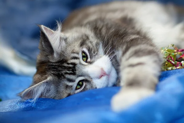 Домашняя кошка — стоковое фото