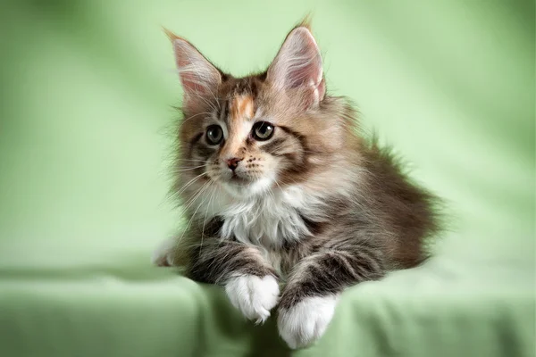 Gato mascota — Foto de Stock