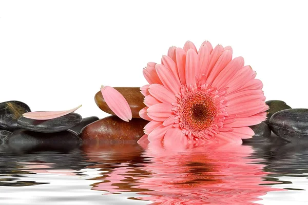 Pedras de spa e margarida rosa em fundo branco isolado — Fotografia de Stock