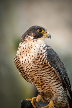 Peregrine Falcon Portrait Peregrine Falcon Portrait clipart