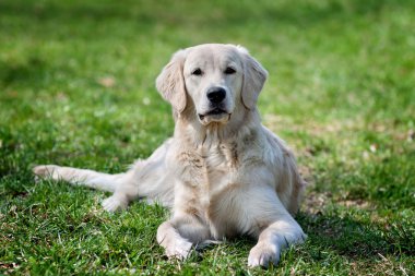 Portrait golden retriever clipart