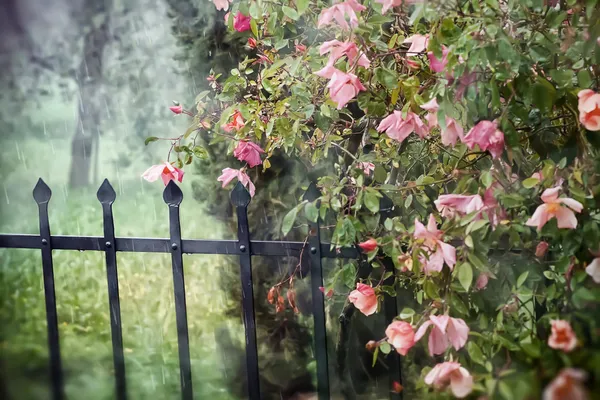 Mooie rode roos in de tuin. — Stockfoto