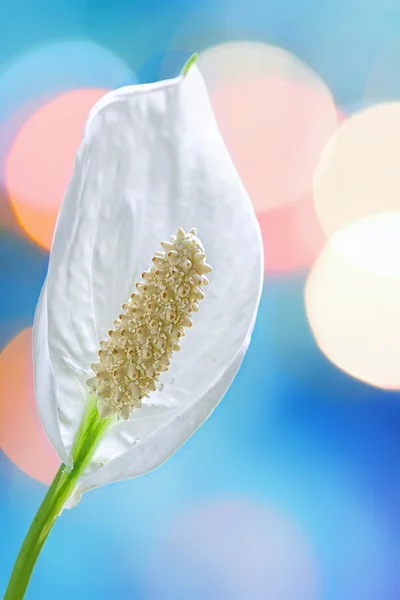 Hermosa flor blanca —  Fotos de Stock