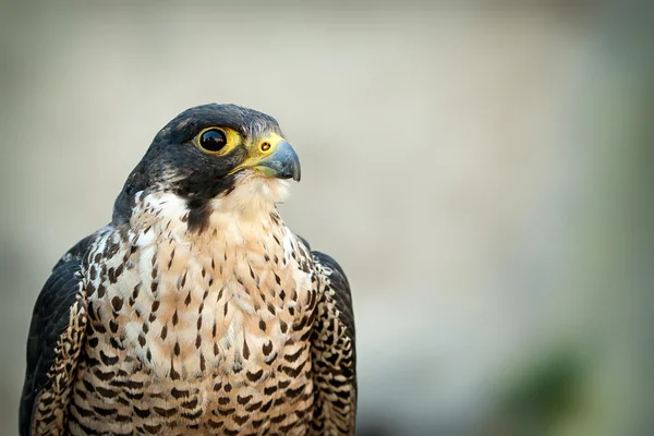 Falco pellegrino Ritratto Falco pellegrino Ritratto — Foto Stock