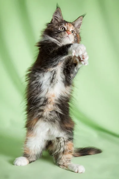 Lucu anak kucing — Stok Foto