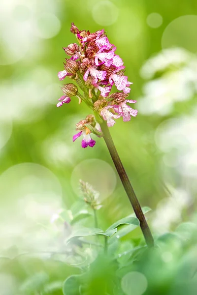 Маленькая орхидея — стоковое фото