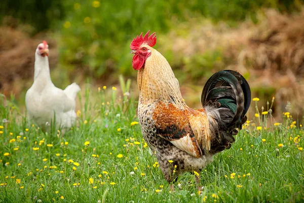Курица и петух в саду — стоковое фото
