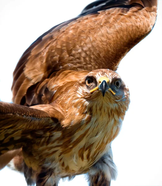 Portrait hawk on falconer gloves — Stock Photo, Image