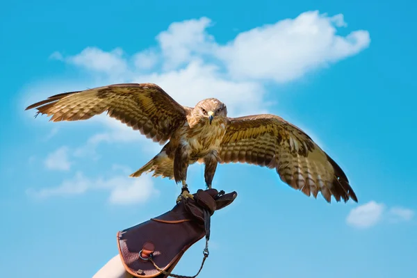 Portre Şahin falconer eldiven üzerinde — Stok fotoğraf
