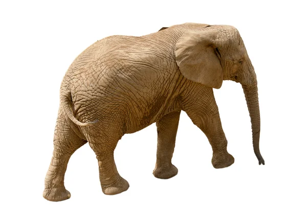 stock image Elephant