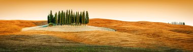 Tuscany landscape - cypress grove clipart