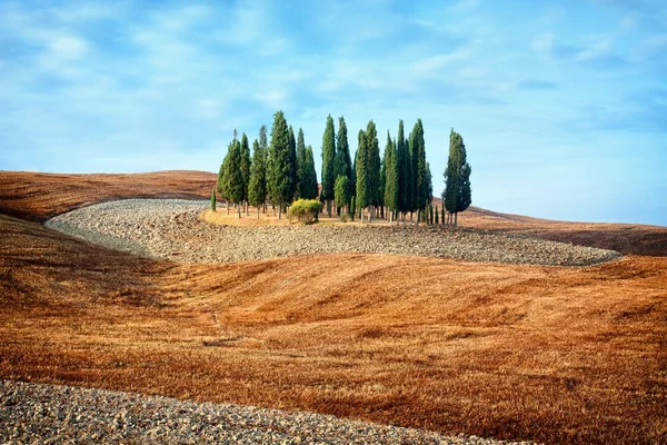 Krajobraz Toskanii - cypryjski gaj — Zdjęcie stockowe
