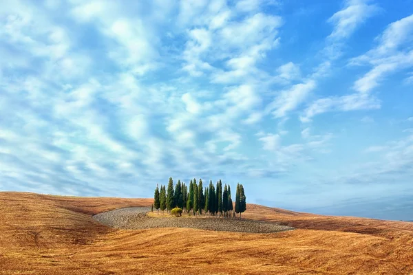 Тоскана пейзаж - кипарисовий гай. — стокове фото