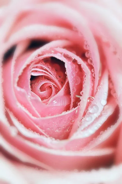 Flor rosa rosas — Fotografia de Stock