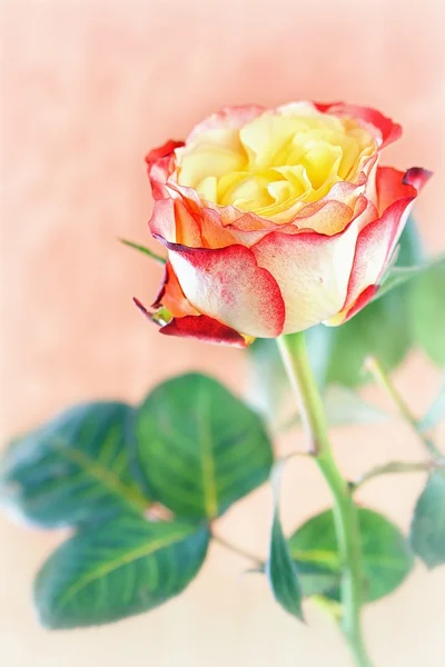 Színes rózsák — Stock Fotó