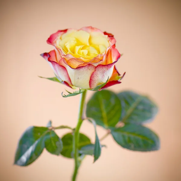 彩色的玫瑰 — 图库照片