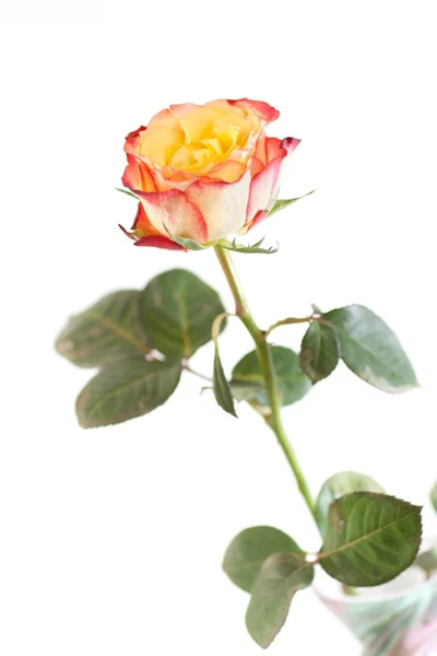 Rosas coloridas — Fotografia de Stock