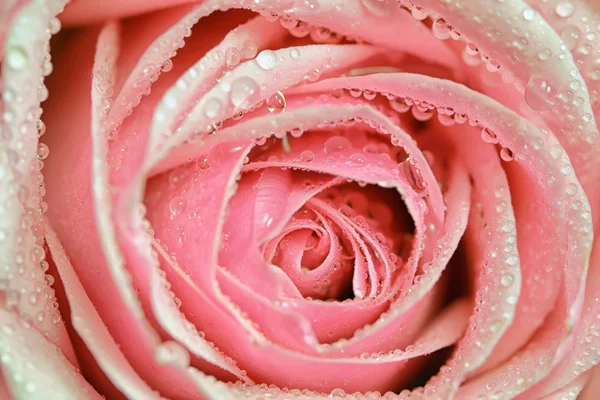 Blossom rózsaszín rózsa — Stock Fotó