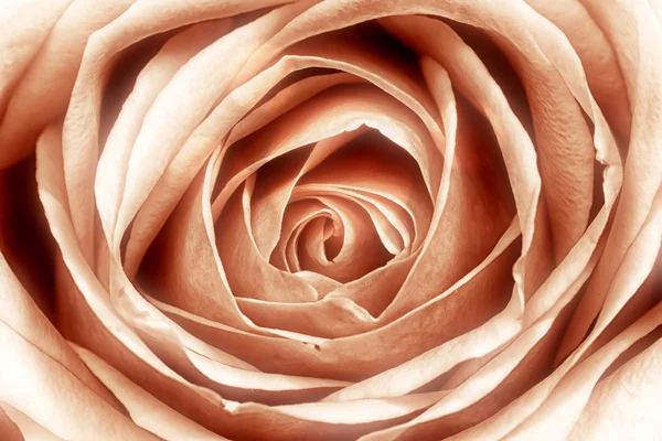 Blossom mawar merah muda — Stok Foto
