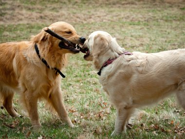 Golden Retriever Yavrusu