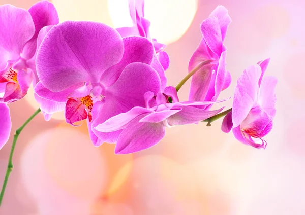 Bela orquídea e bokeh borrão — Fotografia de Stock